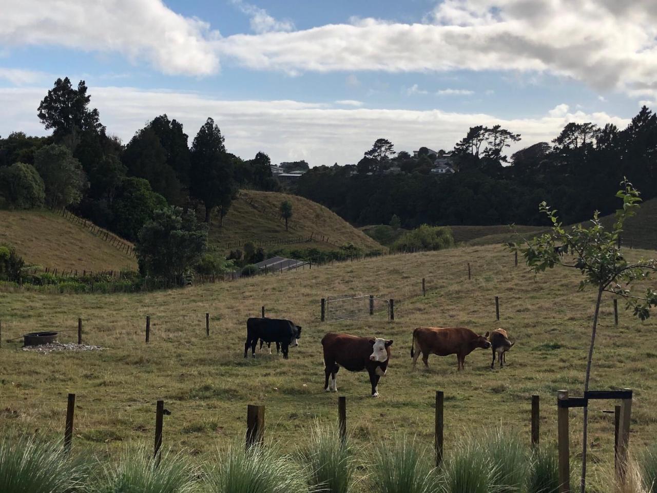 Pukeko Lodge Bnb New Plymouth Exterior foto